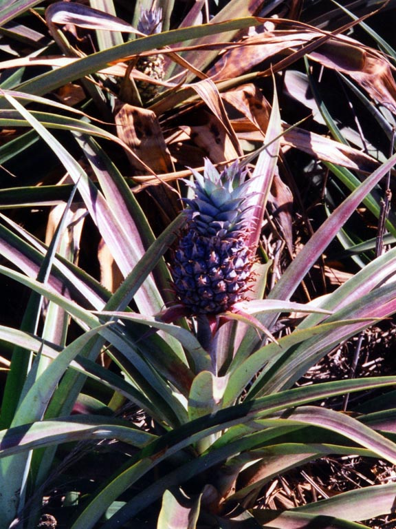 1997_Hawaii_010