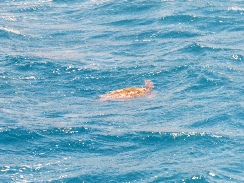 1997_Hawaii_031