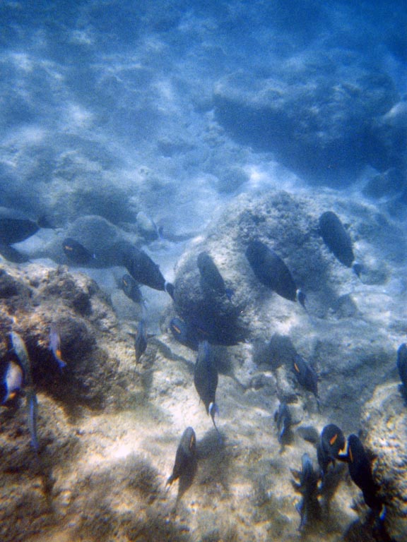 1997_Hawaii_062