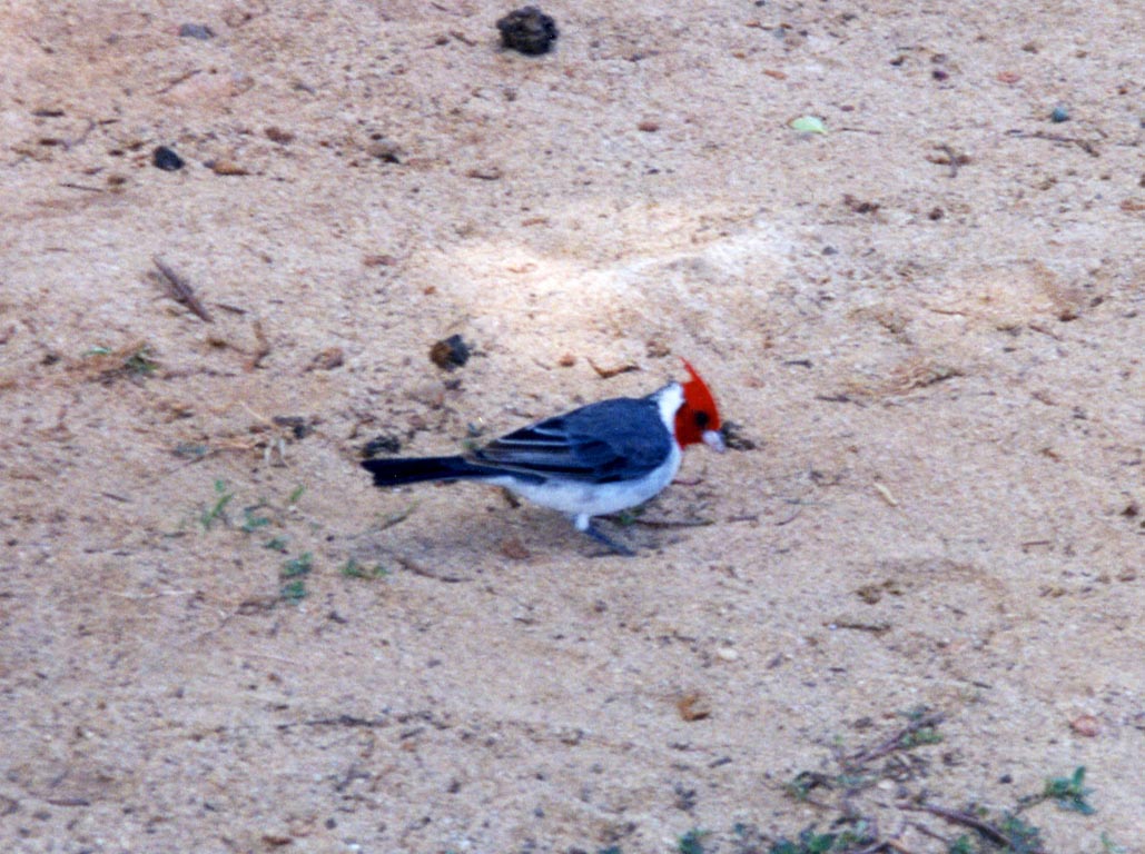 1997_Hawaii_071