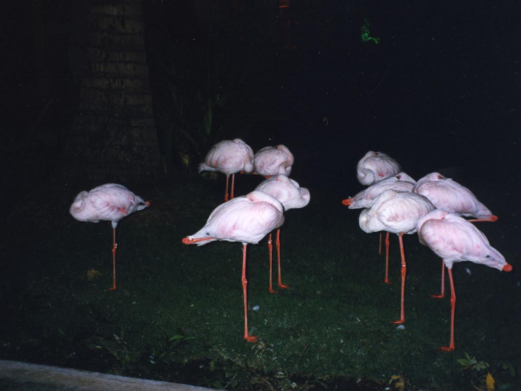 1997_Hawaii_085