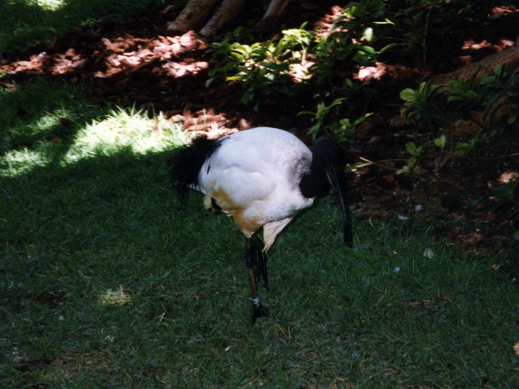 1997_Hawaii_086