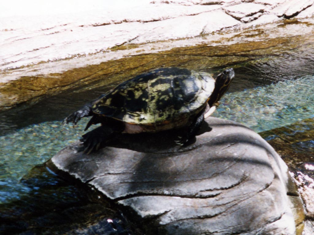 1997_Hawaii_088