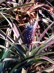 1997_Hawaii_010