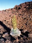 1997_Hawaii_014