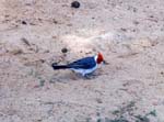 1997_Hawaii_071