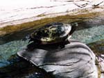 1997_Hawaii_088