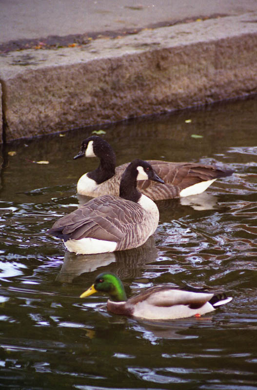 Boston01-07