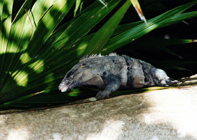 2001_Cancun_014
