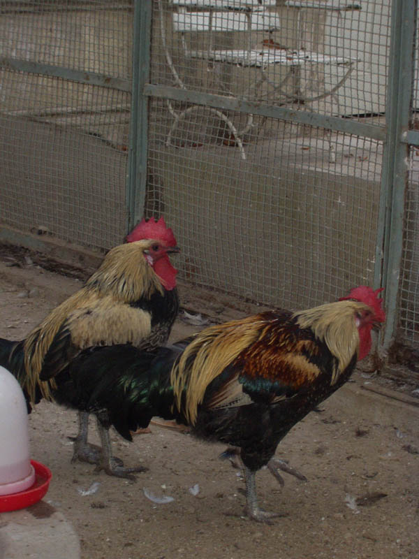 Greece&Turkey