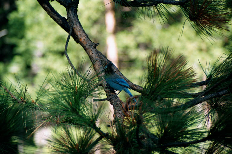 2002_YosemiteCabin_05