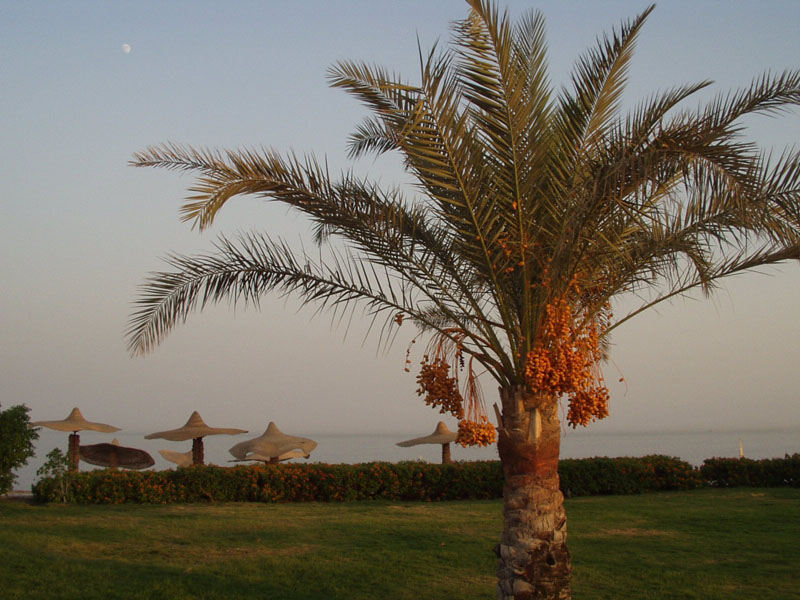 2003 Sharm 059
