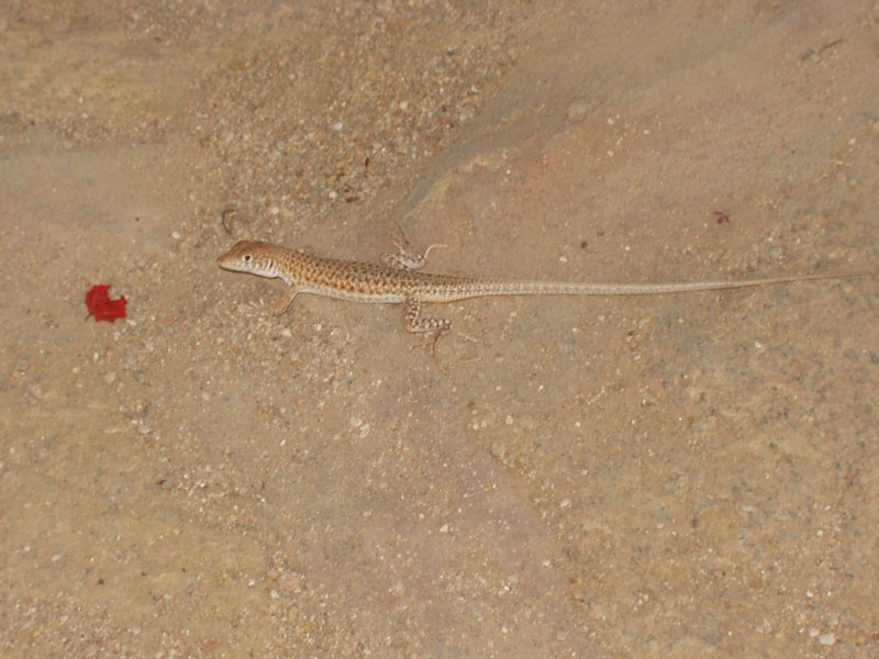 2003 Sharm 063