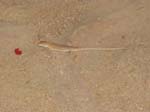 2003 Sharm 063