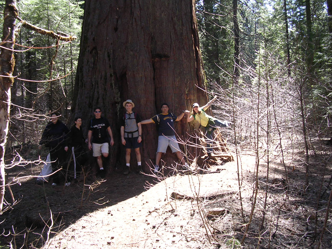 2004 Big Trees 039