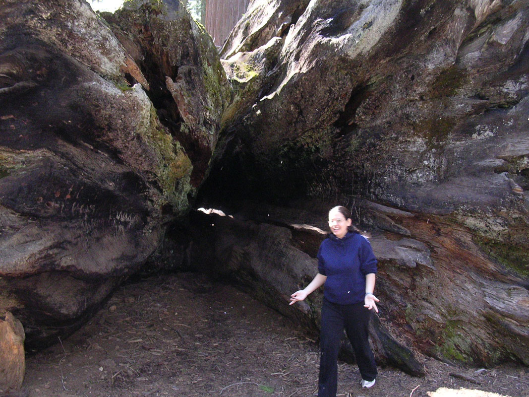 2004 Big Trees 052