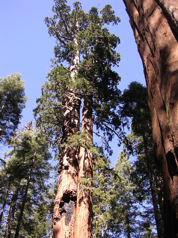2004 Big Trees 053