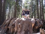 2004 Big Trees 038