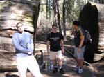 2004 Big Trees 047