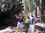 2004 Big Trees 050