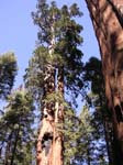 2004 Big Trees 053