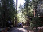 2004 Big Trees 098