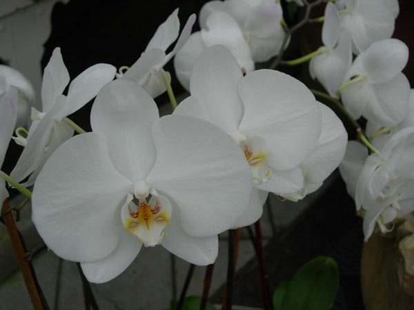 2005 Miscellaneous 029