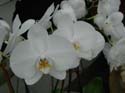 2005 Miscellaneous 029