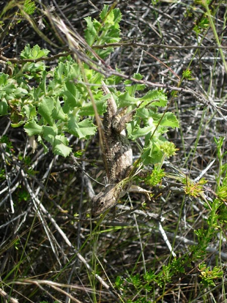 2005 Temescal Hiking 040