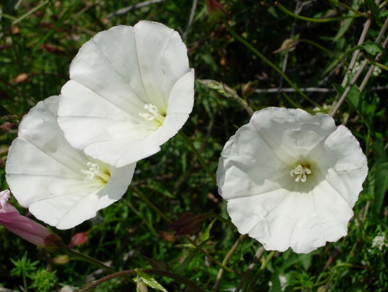 2005 Temescal Hiking 046