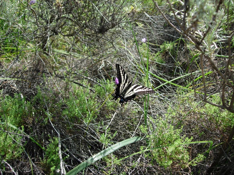 2005 Temescal Hiking 051