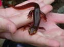 2005 Temescal Hiking 011