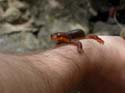 2005 Temescal Hiking 013