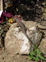 2005 Temescal Hiking 058