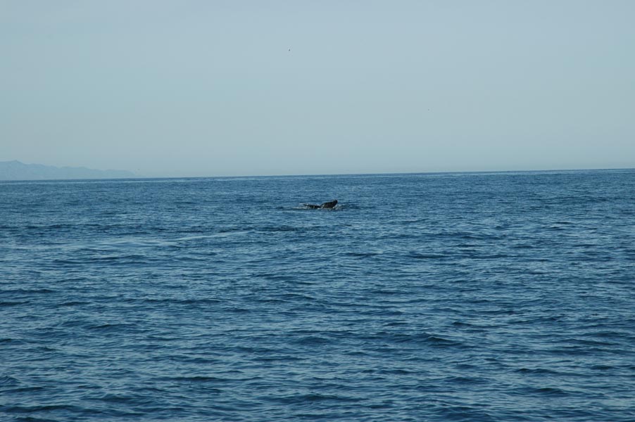 2005 Whale Watching 045