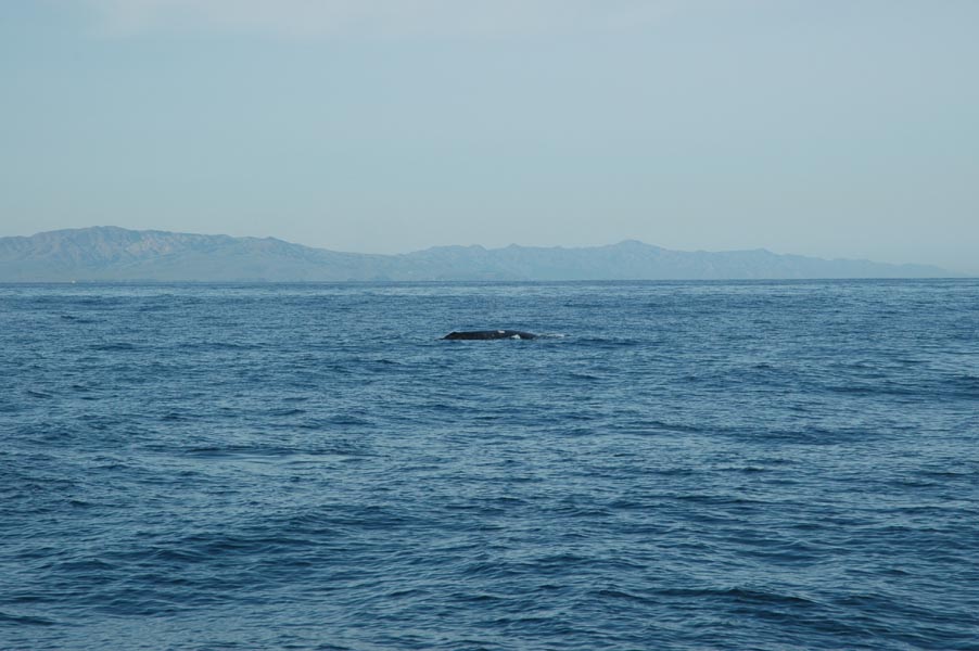 2005 Whale Watching 055