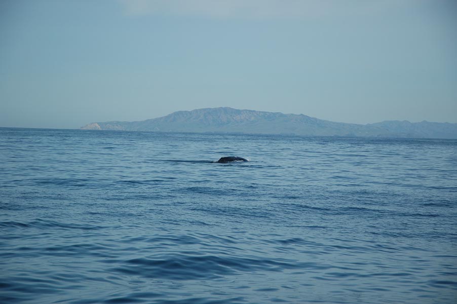 2005 Whale Watching 076