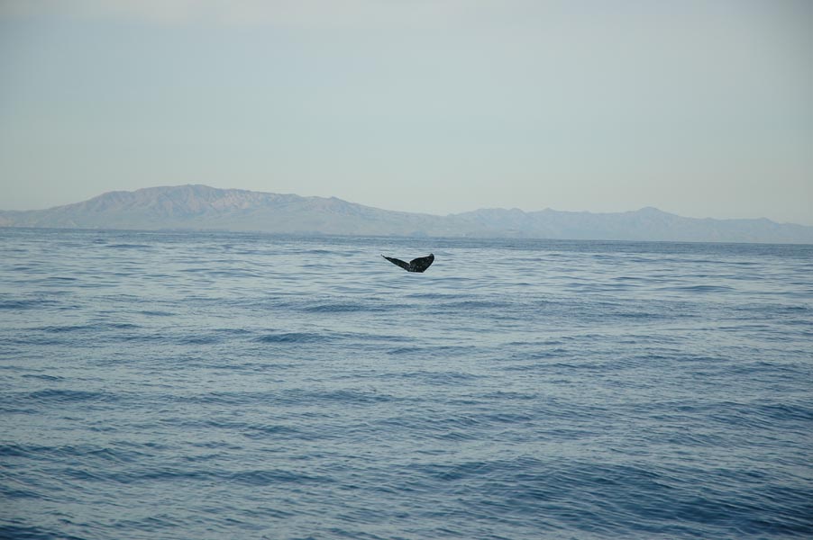 2005 Whale Watching 091
