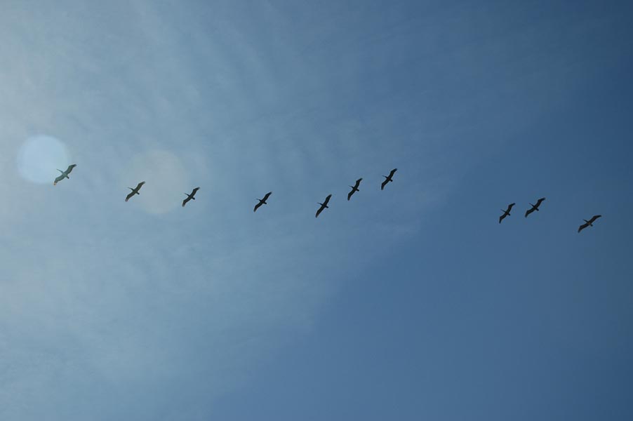 2005 Whale Watching 155