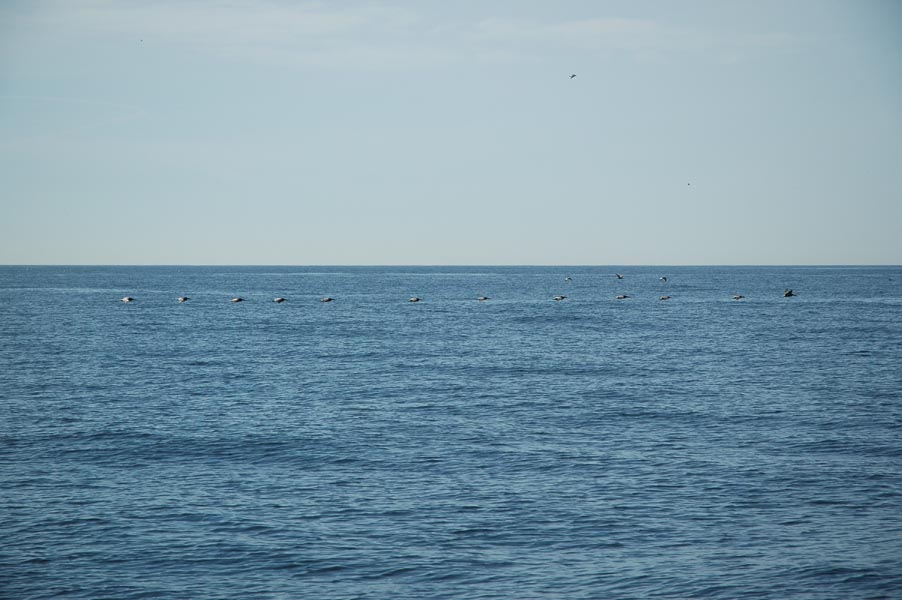 2005 Whale Watching 185
