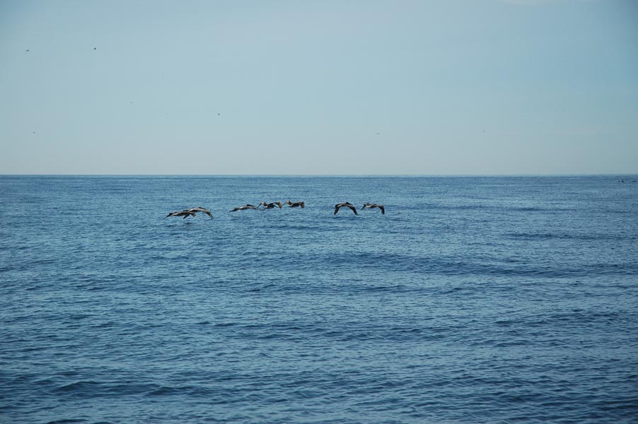 2005 Whale Watching 189