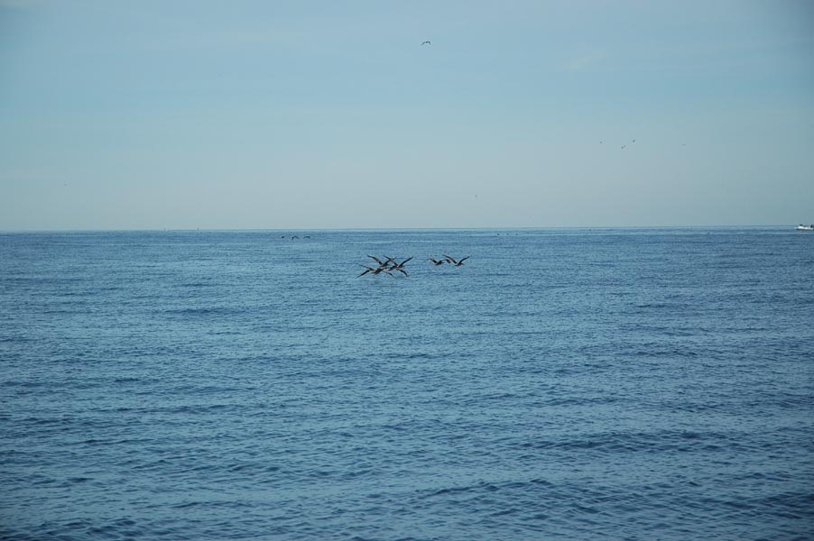 2005 Whale Watching 190