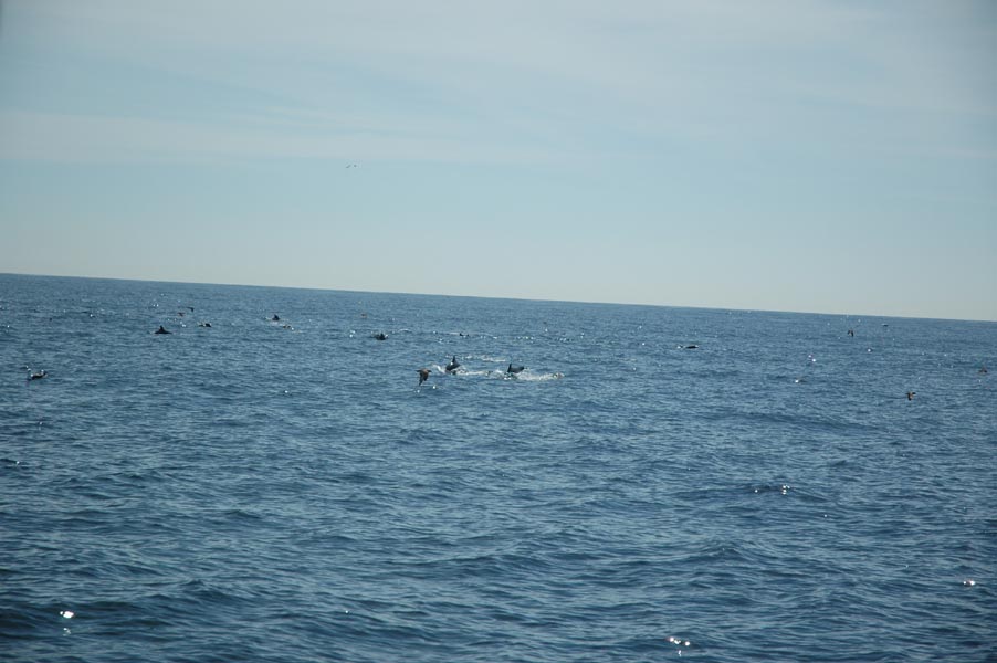 2005 Whale Watching 203