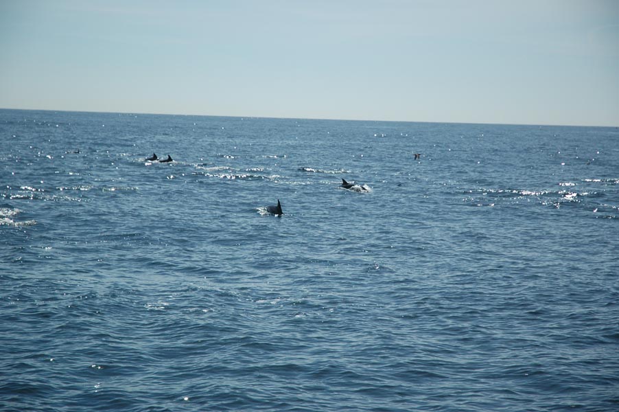 2005 Whale Watching 208