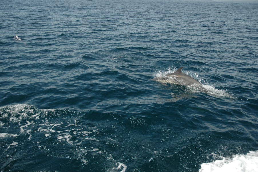 2005 Whale Watching 214