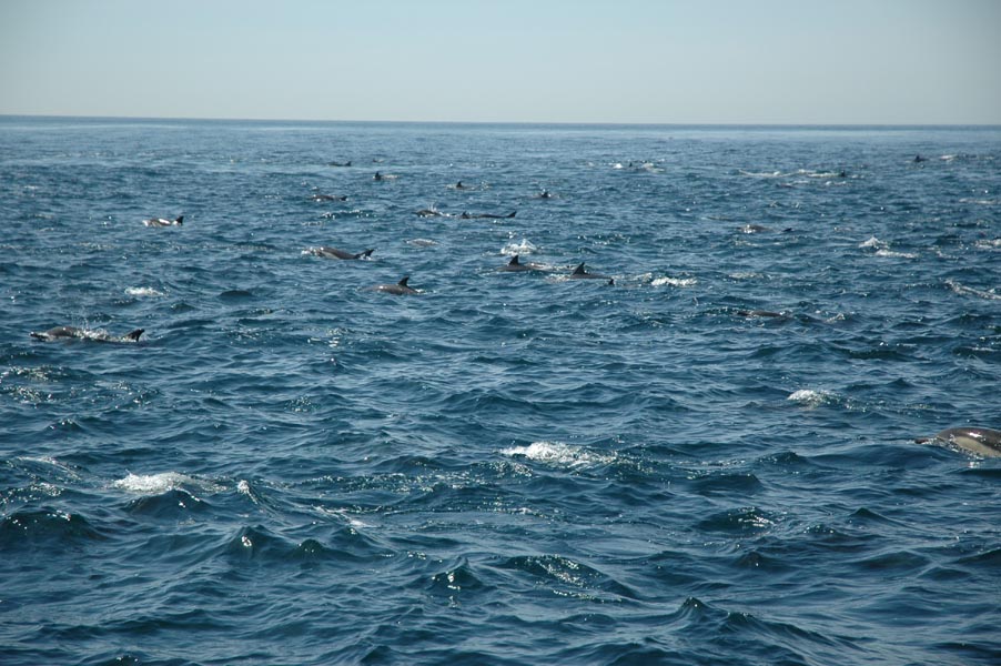 2005 Whale Watching 227