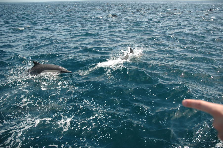 2005 Whale Watching 235