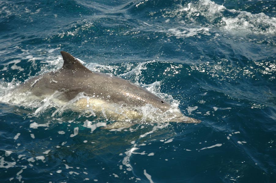 2005 Whale Watching 253
