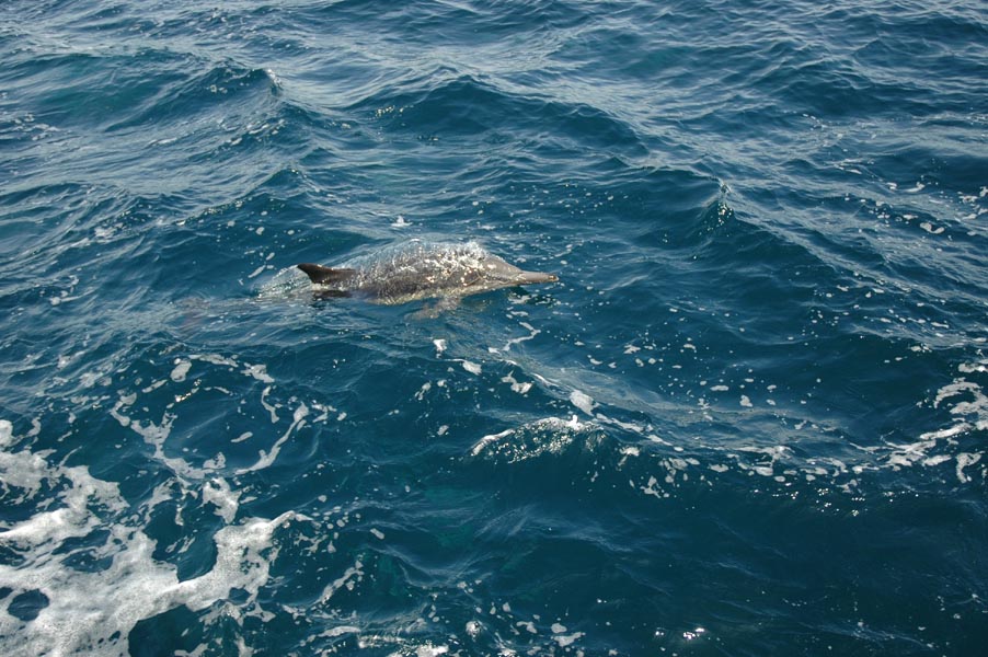 2005 Whale Watching 256