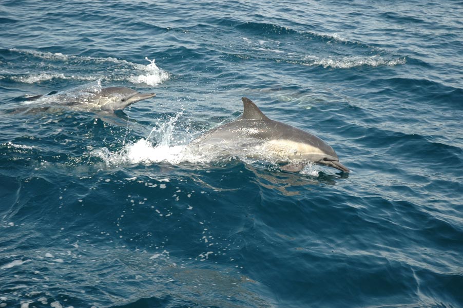 2005 Whale Watching 268